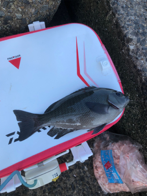 グレフカセ釣り