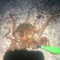 ライトショアジギングからの〜❗️