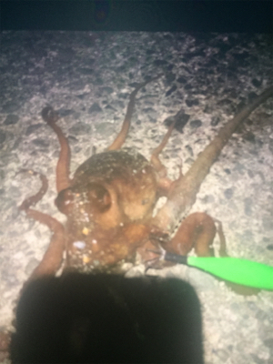 ライトショアジギングからの〜❗️