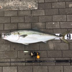 鋼の心燃やし続け鰤93cm。。