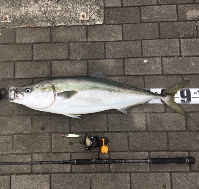 鋼の心燃やし続け鰤93cm。。