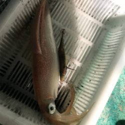 またまた潮早い