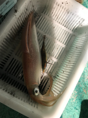 またまた潮早い