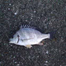 ぶっ込み釣りにて