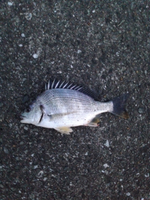 ぶっ込み釣りにて