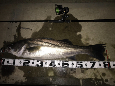 ランカーきたぁー(=゚ω゚)ノ