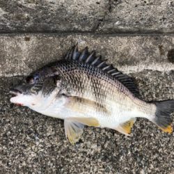 エビ撒きノッコミ