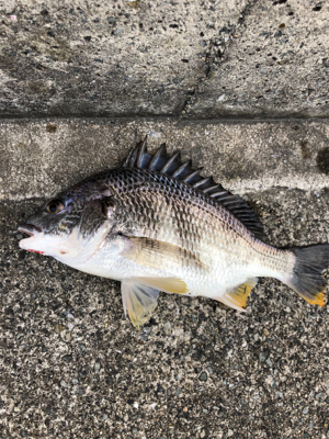 エビ撒きノッコミ