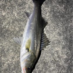 大阪河川シーバス