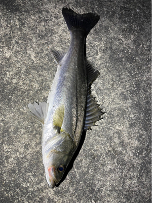 大阪河川シーバス