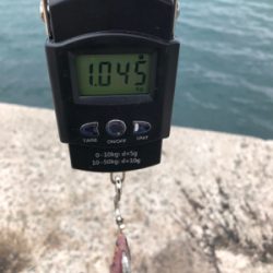 昼前からのエギング！