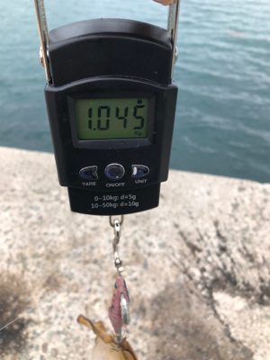 昼前からのエギング！