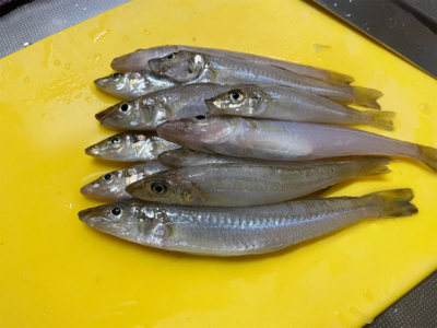 アオリ＆キス！