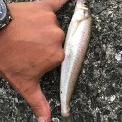 ナイトキス釣り突入