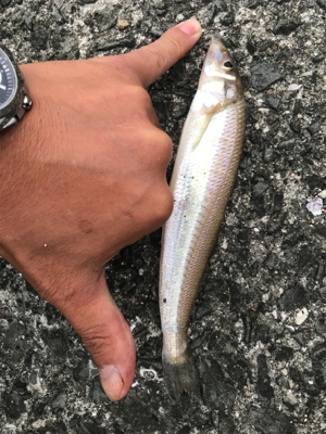 ナイトキス釣り突入