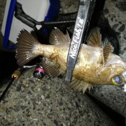 メバリング@泉南