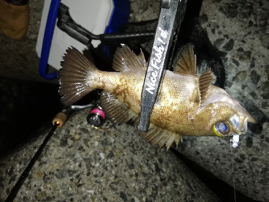 メバリング@泉南