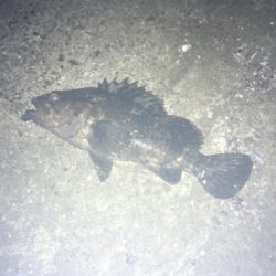 続 バチ抜け不発