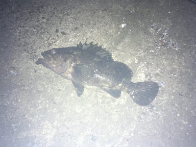 続 バチ抜け不発