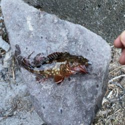 八景島 根魚わっしょい