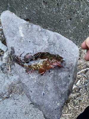 八景島 根魚わっしょい