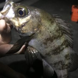 ジグ単メバリング