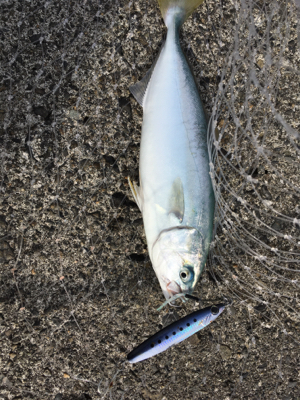 ワカシきてます