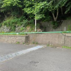 久しぶりのサゴシ