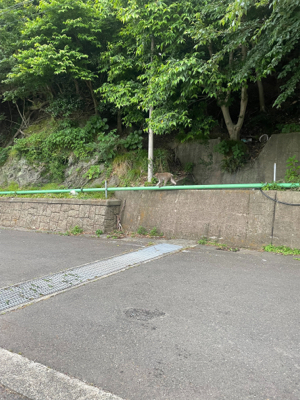 久しぶりのサゴシ