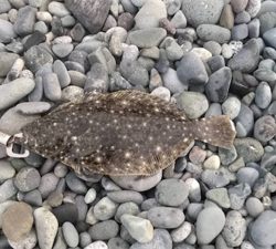 コロナ明け、久々のフラットです