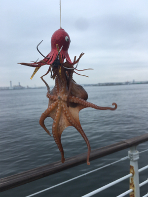 中々と成長しそうでしない新子タコ達。。。