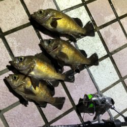 同行友人の爆釣メバリング