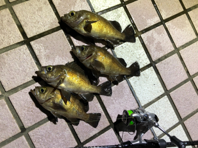 同行友人の爆釣メバリング