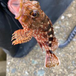 デイライトゲームで、ヤマトカマス釣果