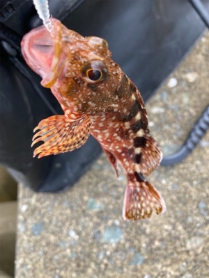 デイライトゲームで、ヤマトカマス釣果