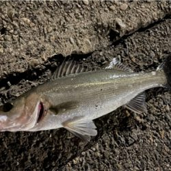 リバーシーバス