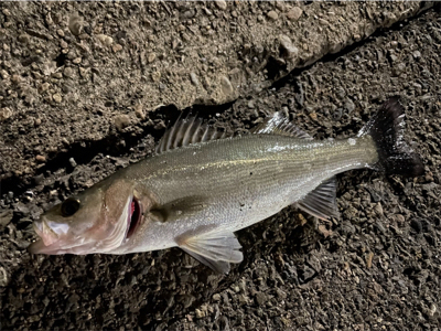 リバーシーバス