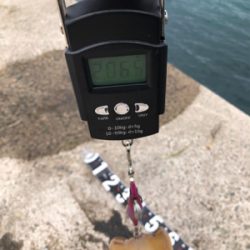 昼前11時からのエギング！