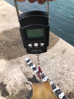 昼前11時からのエギング！