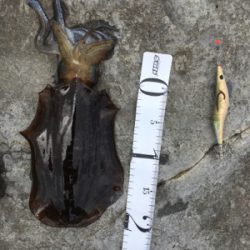 大きなアオリが釣りたい…