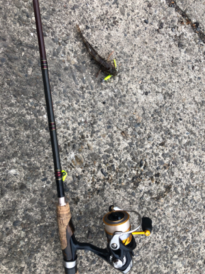 マイクロジグ釣行