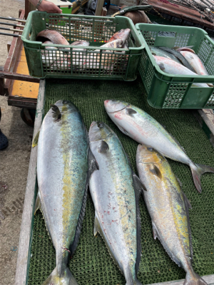 じゃのひれフィッシングパークさんにて