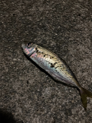 アジングの練習