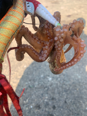 タコは居てるがアジは・・・