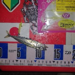 アジング練習　304  大漁(大量)なのは？