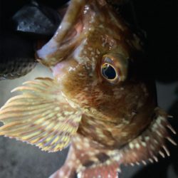 結果的ガシリング