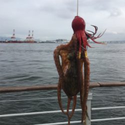 タコは新子サイズのまま。。