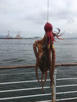 タコは新子サイズのまま。。