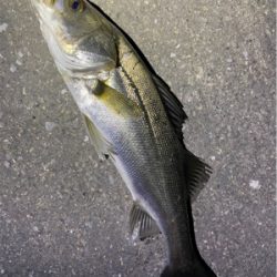 リバーシーバス