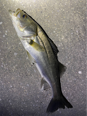 リバーシーバス